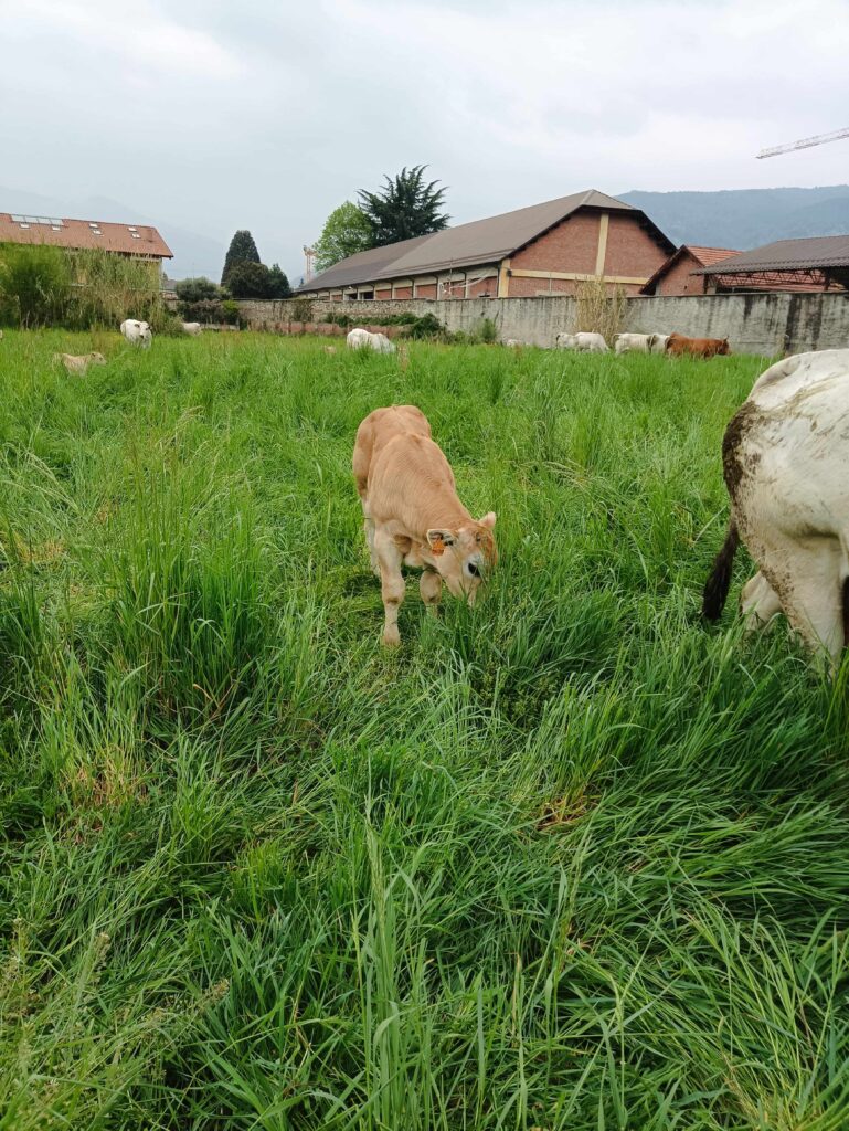 Pinerolo – Semana 2