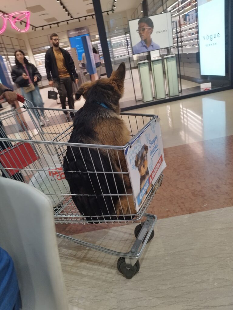 Pinerolo – semana 9