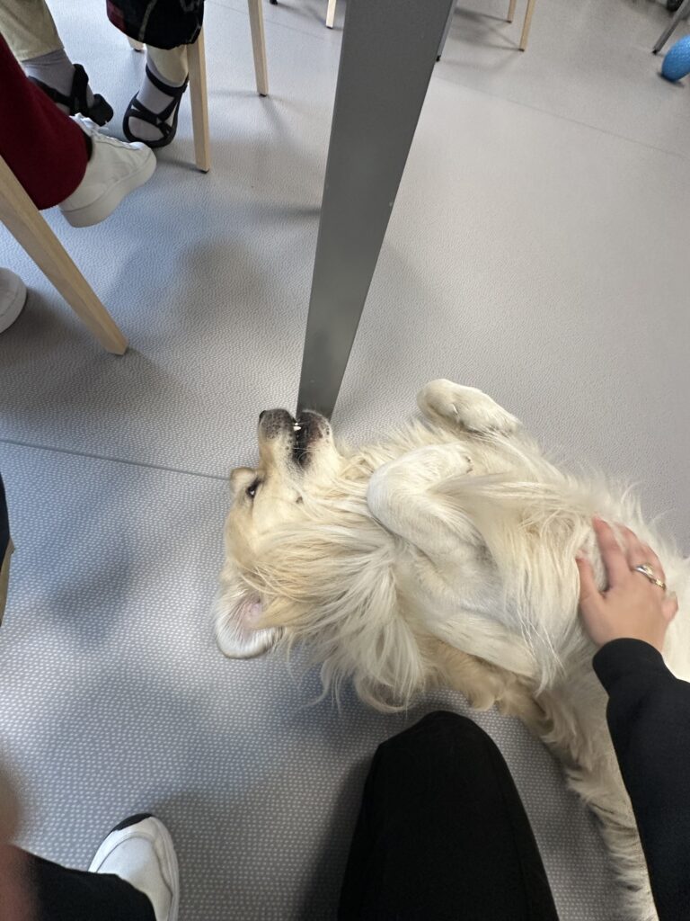 El perro de terapia de nuestro centro de prácticas.
